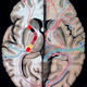 Illustration for article titled Who knew an illustration of an abdominal cavity could be so beautiful?